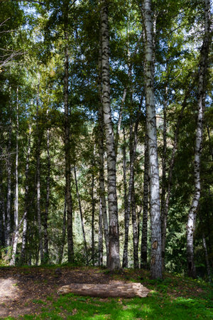 log in a birch grove in a clearing in the mountainsの写真素材