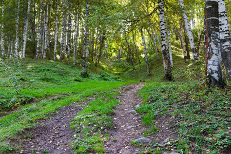 road in a birch grove on the mountainside