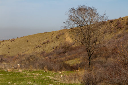 dry tree against the backdrop of a dune with a roadの写真素材