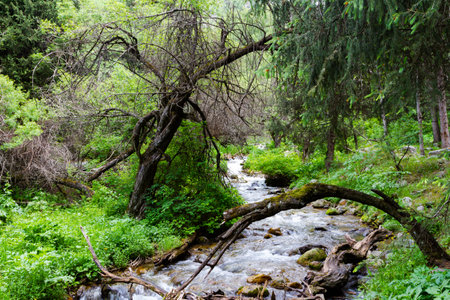 dry tree through a mountain stream among Tien Shan firs
