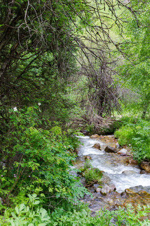 mountain stream with clear water among green forestの写真素材