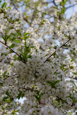 cherry branch blooming with white flowers in springの写真素材