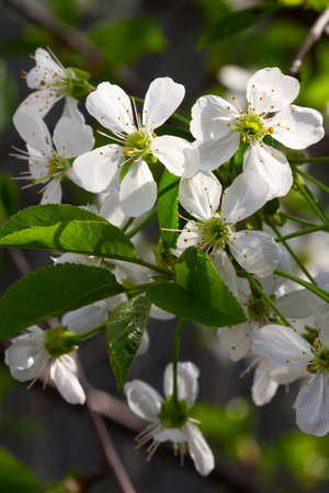 cherry blossom with white flowers with green leaves in early springの写真素材