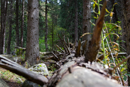 trunk of a dry fallen tree with protruding branches in the forestの写真素材