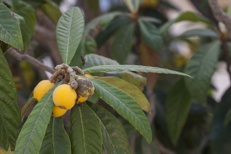 The loquat (Eriobotrya japonica) is a species of flowering plant in the family Rosaceae, a native to the cooler hill regions of China to south-central China. Edible fruit.の写真素材
