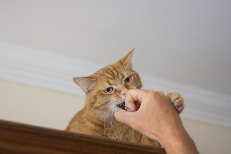 Angry red cat fighting against a humans hand