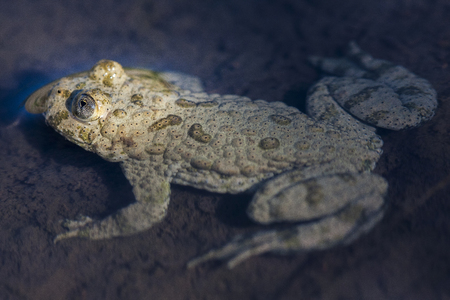 The yellow-bellied toad (Bombina variegata) belongs to the order Anura, the archaeobatrachial family Bombinatoridae, and the genus of fire-bellied toads.の写真素材