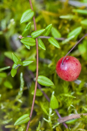 Vaccinium oxycoccos is a species of flowering plant in the heath family. It is known by the common names small cranberry, bog cranberry, swamp cranberry.の写真素材