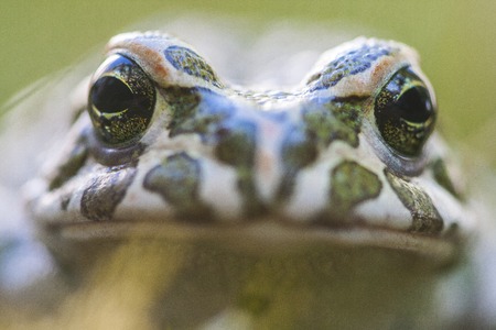 The European green toad (Bufo viridis) is a species of toad found in mainland Europe.の写真素材