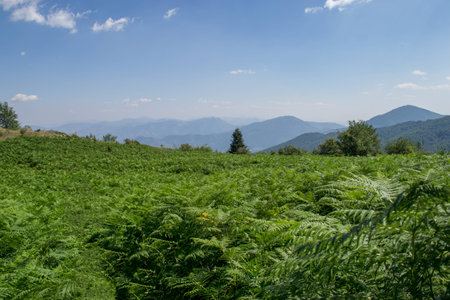 Green fern field, under blue sky.の写真素材