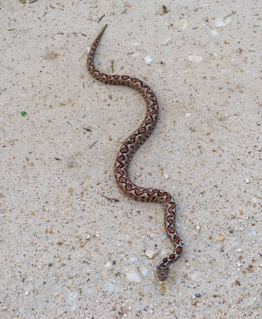 Brown snake in the middle of the roadの写真素材