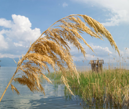 Golden reed in the lakeの写真素材