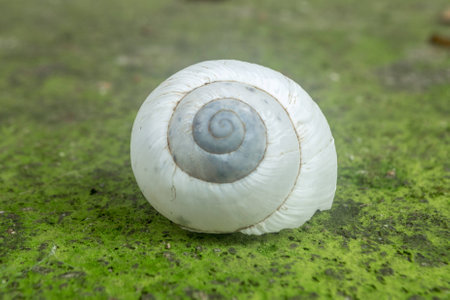 White Snail on the stairs, beatiful combination of colour.の写真素材