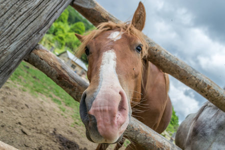 Horse on the ranchの写真素材