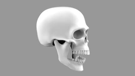 Skull with open mouth. 3d rendering of a skull on a gray backgroundの写真素材
