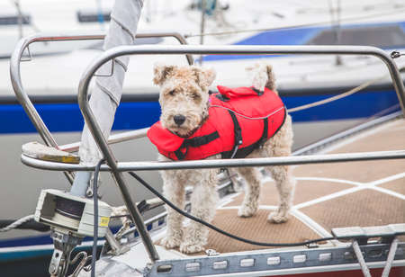 rescue dog in a vest on the bow of the ship in Denmarkの写真素材