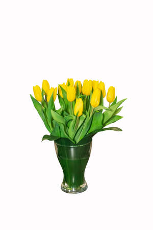 Yellow tulips in glass vase on white background. Interior elementの写真素材