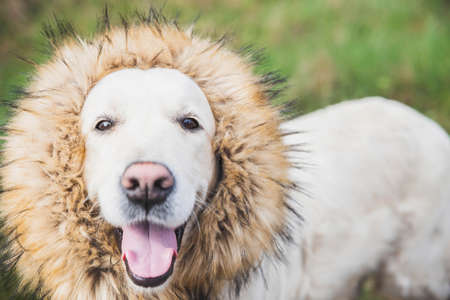 golden retriever dog with fur around the neck like a mane of a lion