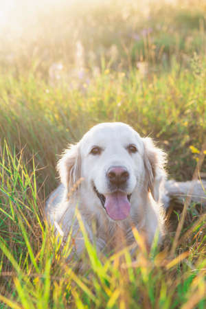 white golden retriever lies in tall grass at sunsetの写真素材