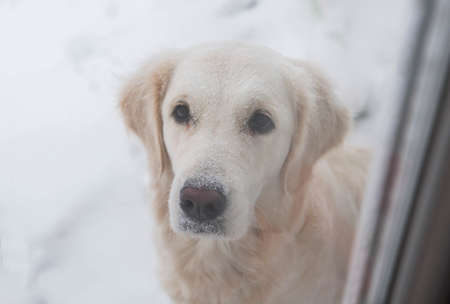 snow covered golden retriever looks into the house through the windowの写真素材