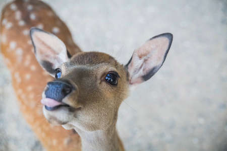 little young spotted deer without horns shows tongue