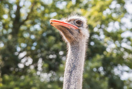 ostrich head close-up on a background of trees