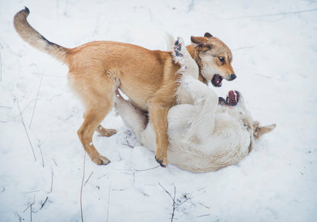 Two dogs fighting in the snow in the park