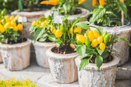 Decorative yellow peppers in a flower shopの写真素材