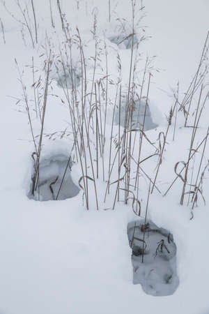 deep footprints in a snowy wild areaの写真素材