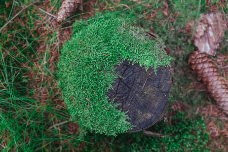 Stump overgrown with moss in the forest. Backgroundの写真素材