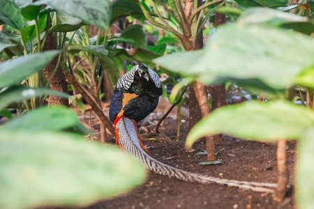 Beautiful long-tailed bird in the tropical forest