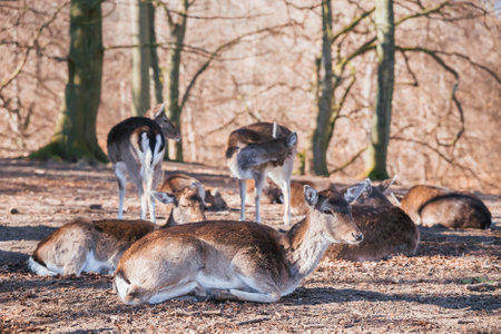 Deer herd in autumn forest in Denmarkの写真素材