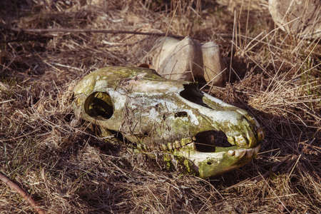 Old abandoned horse skull in dry grassの写真素材