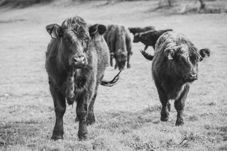 Beautiful long-haired cows graze on a pasture in Denmark. black and whiteの写真素材