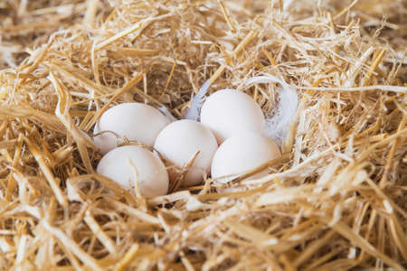 Chicken eggs in a straw nest in a barn.