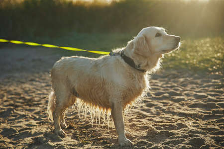 Beautiful golden retriever after swimming in the sea