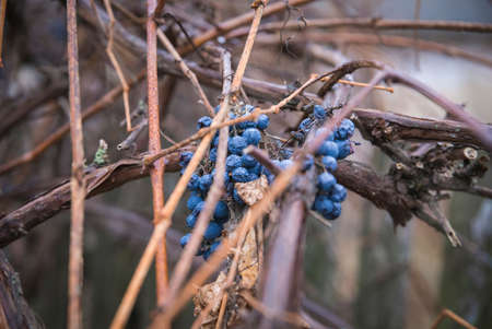Shrunken overripe blue grapes on a branchの写真素材