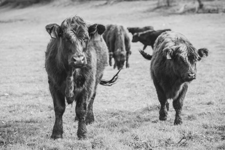 Beautiful long-haired cows graze on a pasture in Denmarkの写真素材