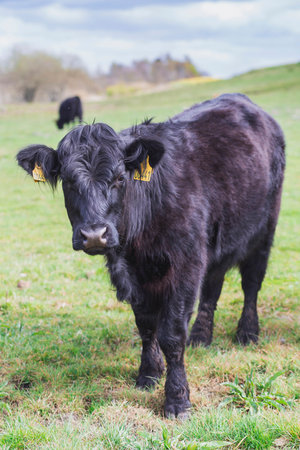 Beautiful long-haired cows graze on a pasture in Denmarkの写真素材