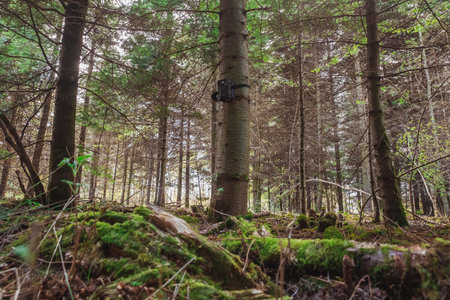 Hidden camera in the forest that turns on when wild animals moveの写真素材