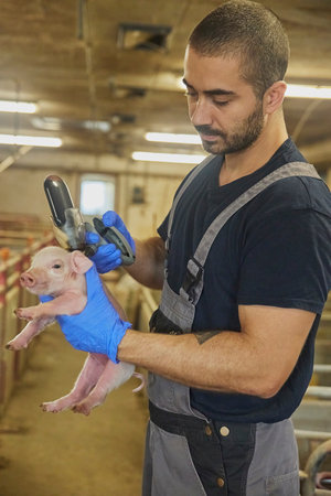 Farm worker gives a newborn piglet an iron injectionの写真素材