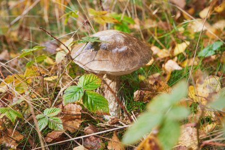 beautiful edible mushroom in the autumn forestの写真素材