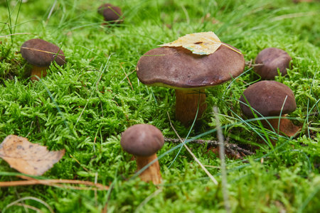 Beautiful family of porcini mushrooms in the autumn forestの写真素材
