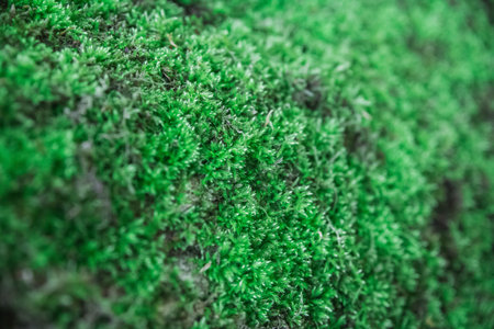 green juicy moss close-up on the bark of a fallen treeの写真素材