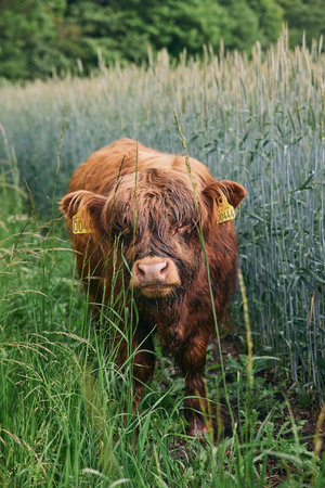 Beautiful long-haired cow graze on a pasture in Denmark