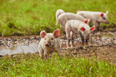 Eco pig farm in the field in Denmark. Piglets walk in the pastureの写真素材