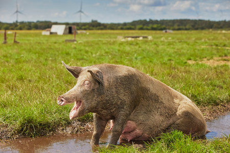 Eco pig farm in the field in Denmark. Funny sow yawnsの写真素材