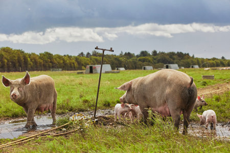 Sows with piglets playing in a puddle in eco farm in Denmarkの写真素材