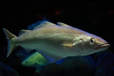 Fish close up in dark waters in Denmark. Underwater photo