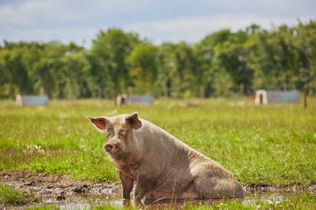 Eco pig farm in the field in Denmarkの写真素材